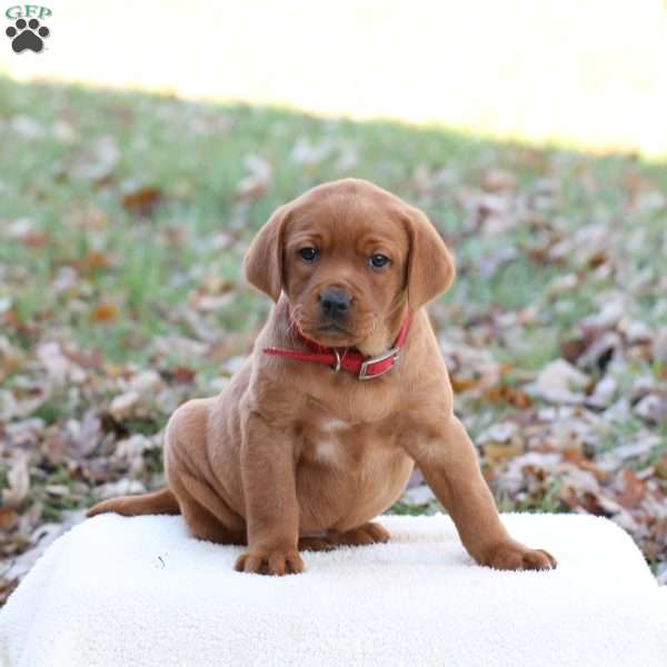 Jojo, Fox Red Labrador Retriever Puppy